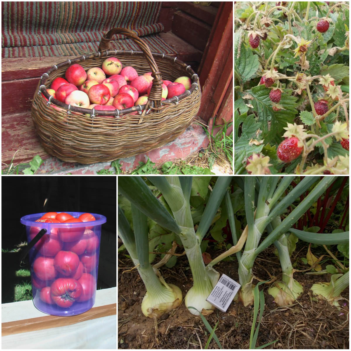 Необычайно приятно вкушать плоды своего труда и каждый раз удивляться тому, какие они вкусные